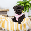 DOGUE Damask Dog Harness