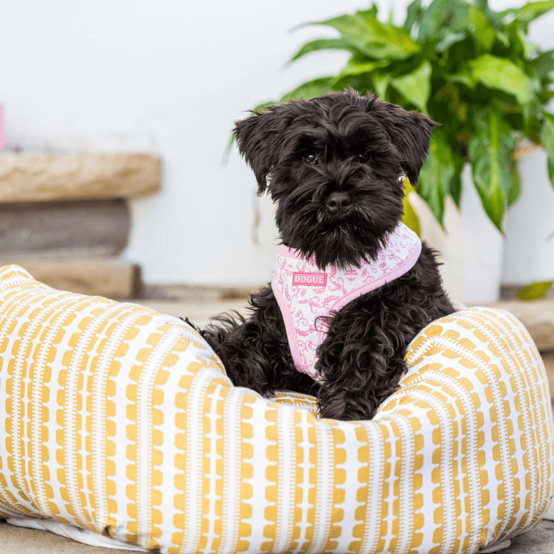 DOGUE Damask Dog Harness