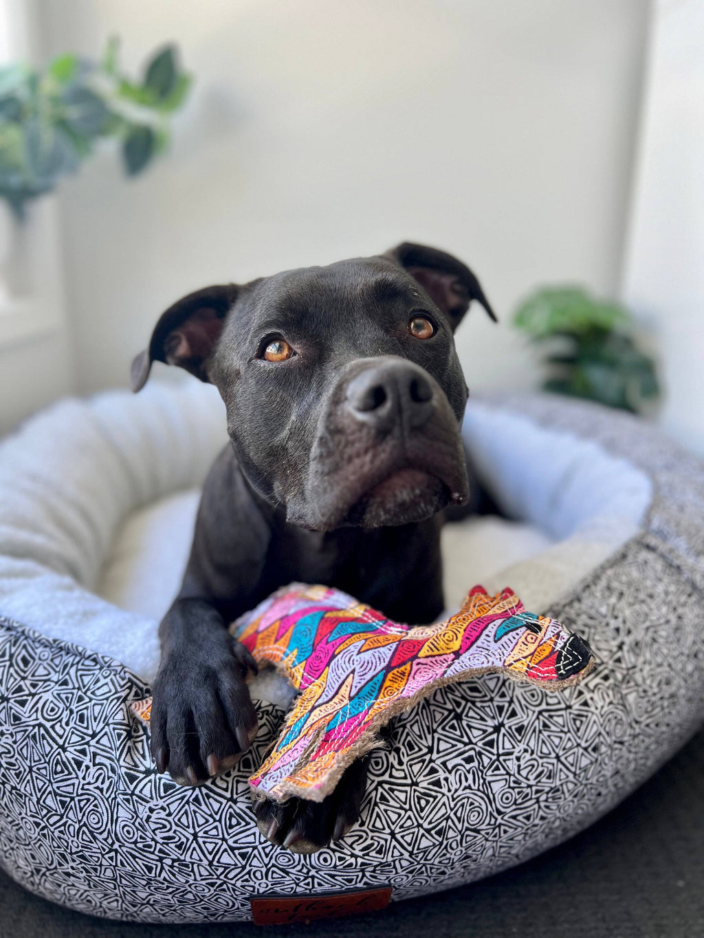 Desert Dog Toy