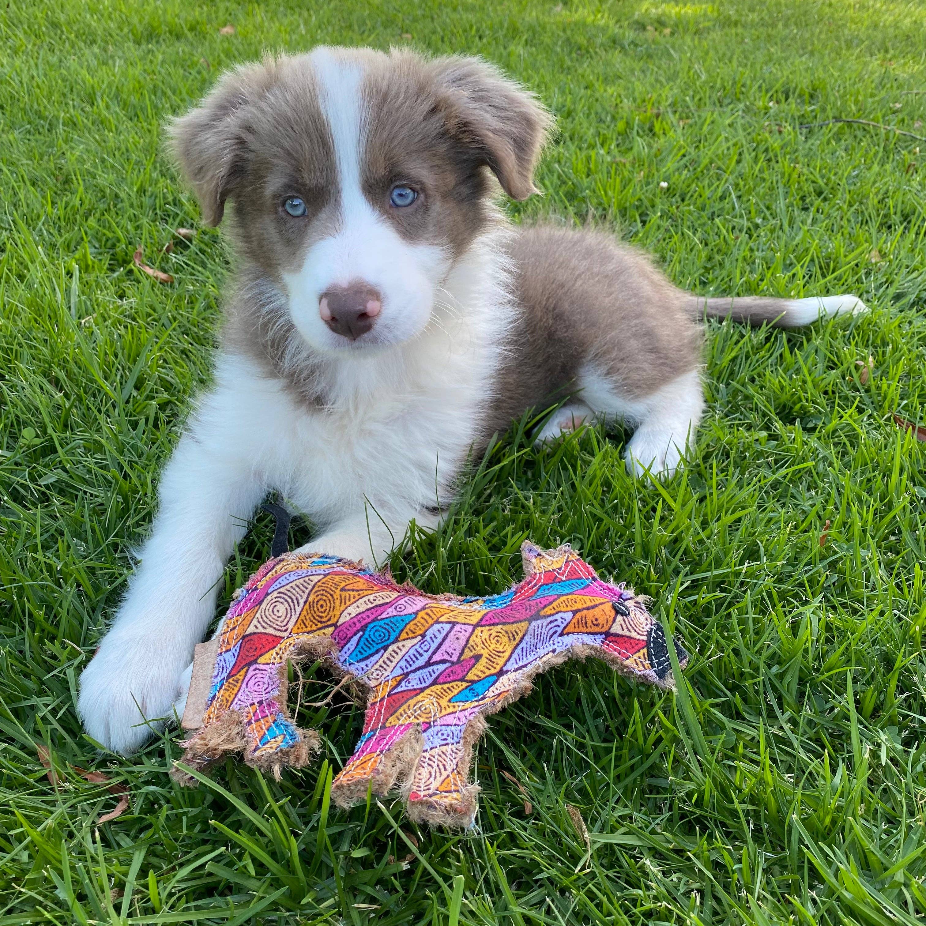 Desert Dog Toy