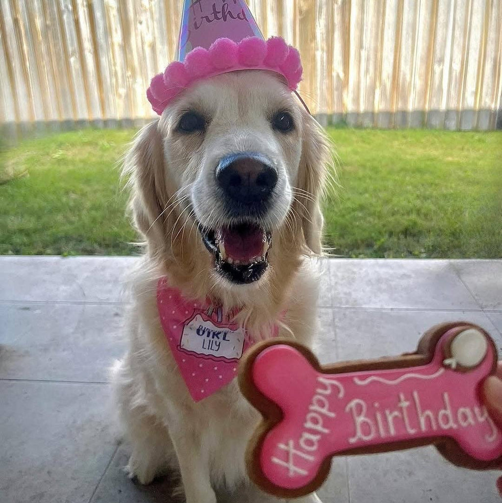 Dog Biscuits - Happy Birthday Dog Bone