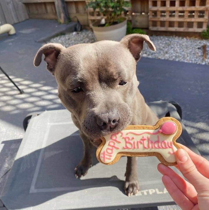 Dog Biscuits - Happy Birthday Dog Bone