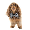 Black & White Zebra: DOG BOW TIE
