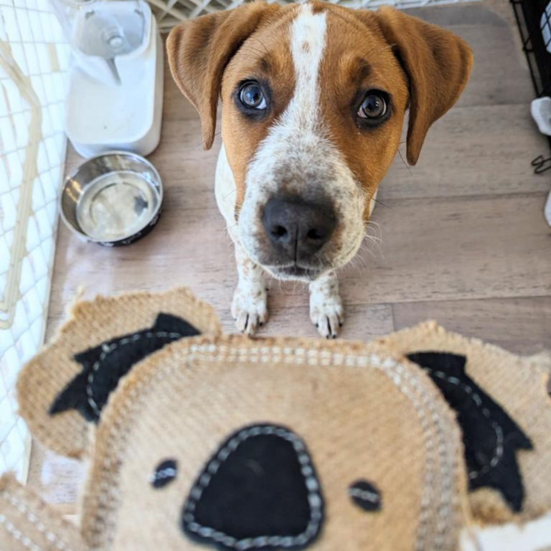 Jute Animal Dog Toy