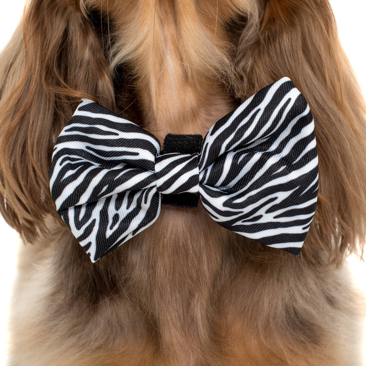 Black & White Zebra: DOG BOW TIE